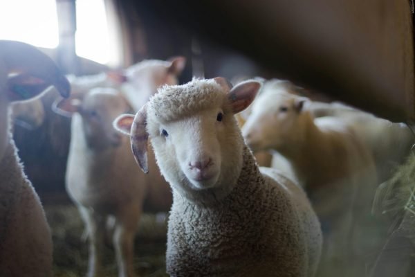 How to Escape the Sheep Mentality and Think for Yourself